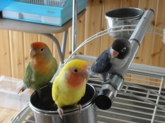 コザクラインコとボタンインコ 手乗りインコなど鳥の販売は山口県の田布施バード