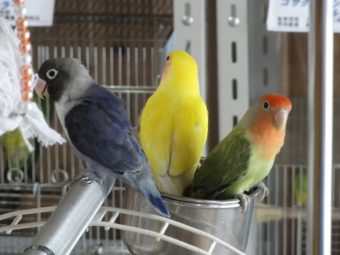 コザクラインコとボタンインコ 手乗りインコなど鳥の販売は山口県の田布施バード